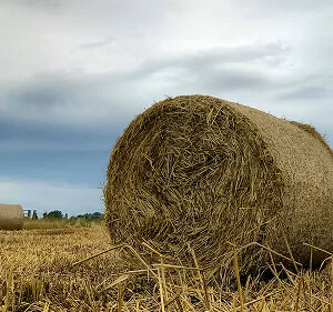 Agri-Tech and Innovation  Updates - 世界杯赛程